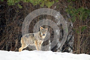 The grey wolf or gray wolf Canis lupus emerges from the forest in heavy snowfall. A big Carpathian wolves rises on a meadow.