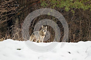 The grey wolf or gray wolf Canis lupus emerges from the forest in heavy snowfall. A big Carpathian wolves rises on a meadow.