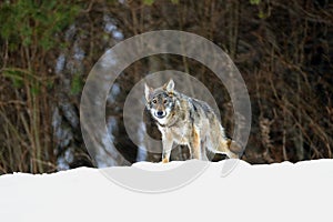 The grey wolf or gray wolf Canis lupus emerges from the forest in heavy snowfall. A large Carpathian wolf rises on a meadow.