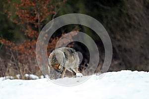 The grey wolf or gray wolf Canis lupus emerges from the forest in heavy snowfall. A large Carpathian wolf rises on a meadow.