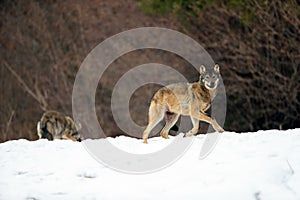 The grey wolf or gray wolf Canis lupus emerges from the forest in heavy snowfall. A large Carpathian wolves rises on a meadow.
