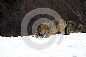 The grey wolf or gray wolf Canis lupus emerges from the forest in heavy snowfall. A large Carpathian wolves rises on a meadow.
