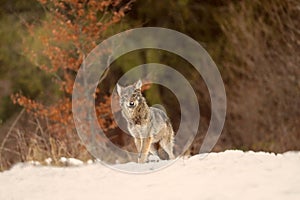 The grey wolf or gray wolf Canis lupus with food. A large wolf in the haze of the setting sun. A large Carpathian wolves rises