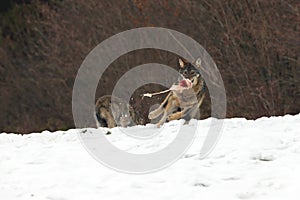 The grey wolf or gray wolf Canis lupus with food. One wolf flees from the other with a piece of meat. A large Carpathian wolves