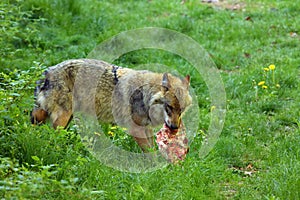 The grey wolf or gray wolf Canis lupus with the prey. Big wolf with a piece of meat on a meadow in the green grass
