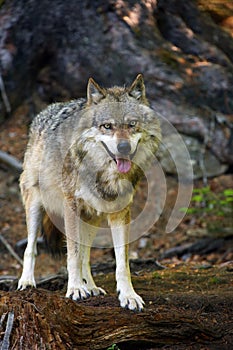 The grey wolf or gray wolf Canis lupus standing in the forest. A large wolf with its tongue sticking out stands in the middle of