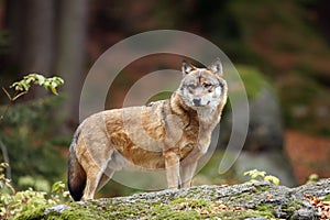 The grey wolf or gray wolf Canis lupus standing on a rock. A large wolf stands high on a rock in a Central European forest