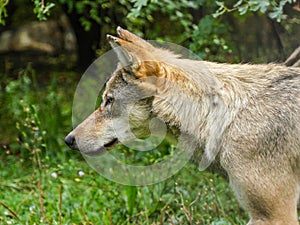 Grey Wolf head close up photo