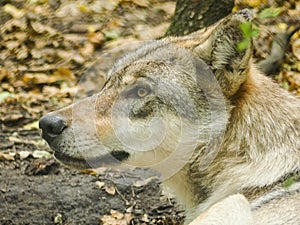 Grey Wolf head close up photo