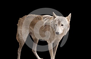 Grey wolf isolated on black