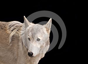 Grey wolf isolated on black