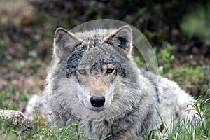 A grey wolf laying relaxing in the grass