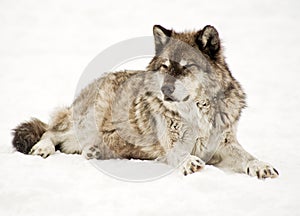 Grey wolf laying on a snow covered hill