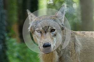 A grey wolf looks at the camera