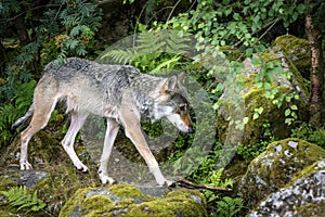 Grey wolf in a nordic forest