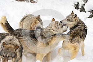 Grey Wolf Pack (Canis lupus) Bite, Snap and Growl at Each Other Winter photo