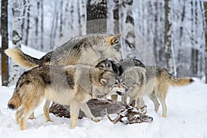 Grey Wolf Pack (Canis lupus) Climbs on Body of White-Tail Deer Winter