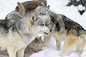 Grey Wolf Pack (Canis lupus) Mingle Winter