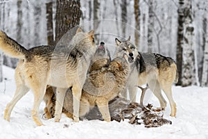 Grey Wolf Pack (Canis lupus) Mingles Over White-Tail Deer Carcass Winter