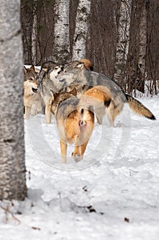 Grey Wolf Pack Canis lupus Piles Together in Scuffle Winter