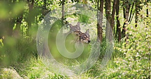 Grey wolf pack looking after prey in the dense forest