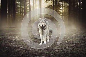 Grey Wolf Portrait - captive animal Magical forest dawn