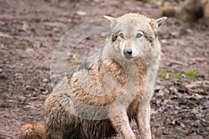 Grey Wolf Portrait