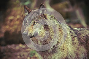 Grey wolf prowling in the forest