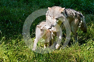 Grey Wolf and Pup