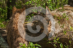 Grey Wolf Pup Canis lupus and Adult