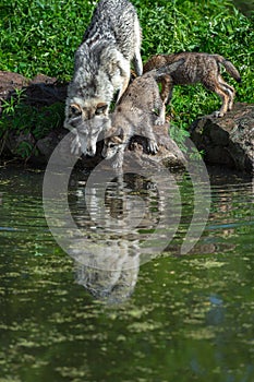 Grey Wolf Pup Canis lupus and Adult Noses to Water Second Pup Behind Summer