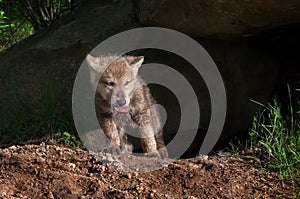 Grey Wolf Pup (Canis lupus) Climbs out of Den with Piece of Meat