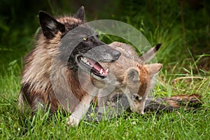 Grey Wolf Pup Canis lupus Climbs Over Black Faced Wolf