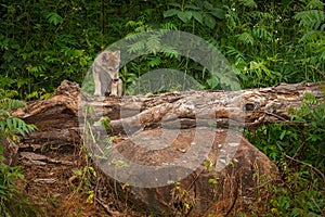 Grey Wolf Pup Canis lupus CLimbs Over Log