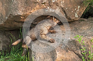 Grey Wolf Pup (Canis lupus) Climbs Up Rock