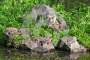 Grey Wolf Pup Canis lupus Licks at Face of Adult Summer