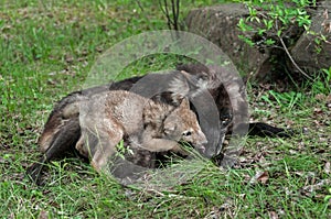 Grey Wolf Pup (Canis lupus) Licks Mother's Mouth