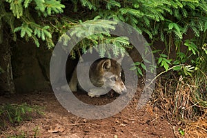 Grey Wolf Pup Canis lupus Mouth in Dirt
