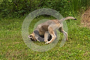 Grey Wolf Pup (Canis lupus) Pins Sibling