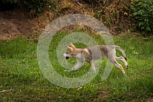 Grey Wolf Pup Canis lupus Runs Left