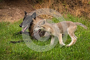 Grey Wolf Pup Canis lupus Runs Past Black-Phase Wolf