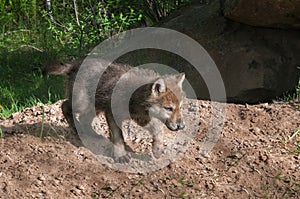 Grey Wolf Pup (Canis lupus) Runs Right