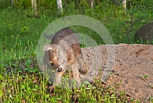Grey Wolf Pup (Canis lupus) Shake
