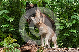 Grey Wolf Pup (Canis lupus) Sniffs at Black Wolf