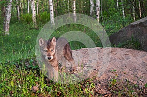 Grey Wolf Pup (Canis lupus) Stands at Den Entrance