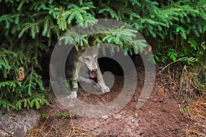 Grey Wolf Pup Canis lupus Under Pine