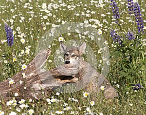 Grey Wolf Pup Posing in Wildflowers