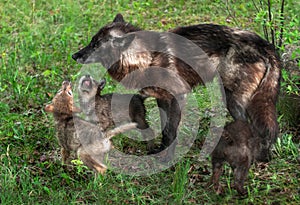 Grey Wolf Pups (Canis lupus) Beg Mother