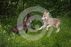 Grey Wolf Pups Canis lupus Bounce