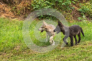 Grey Wolf Pups (Canis lupus) Look Left